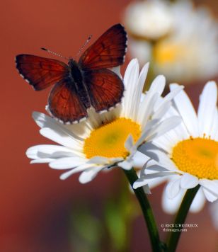 Butter Fly & Daisys